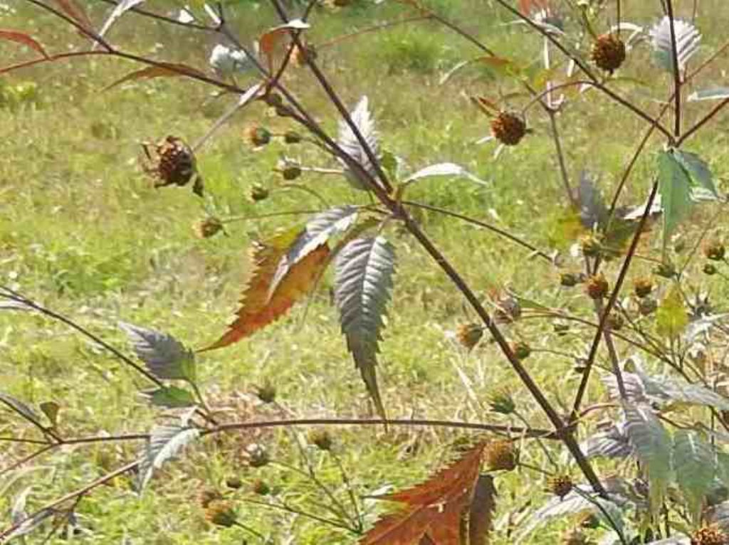 Asteracea - Bidens sp.